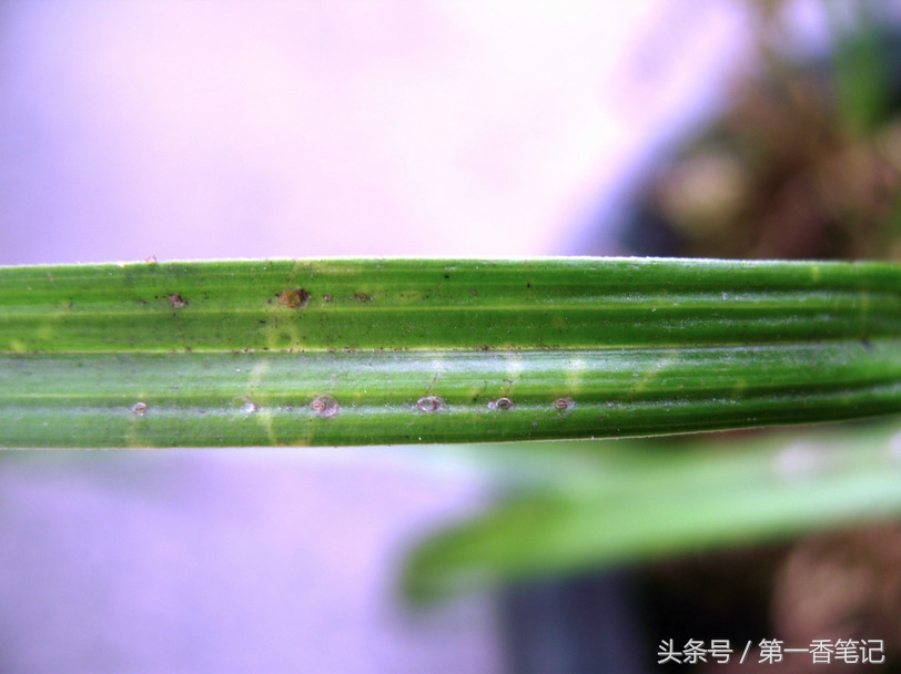 兰叶长介壳虫怎么处理,养兰宜忌