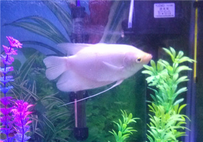 招财鱼寿命一般多长,养招财鱼真的能招财吗