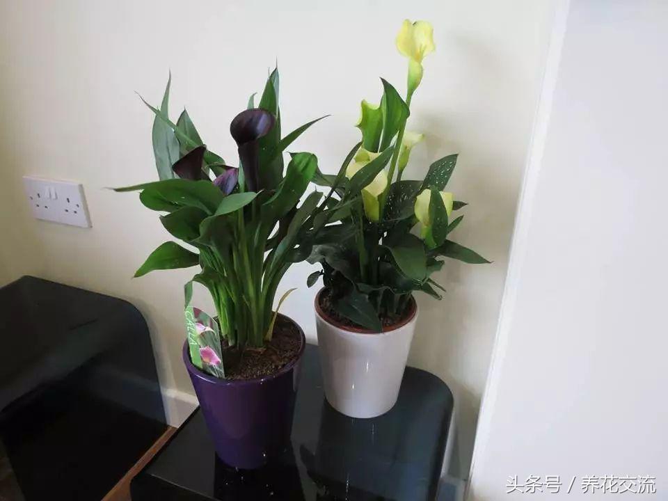 在室内养一些彩虹般的马蹄莲，每天看着心情都会变好