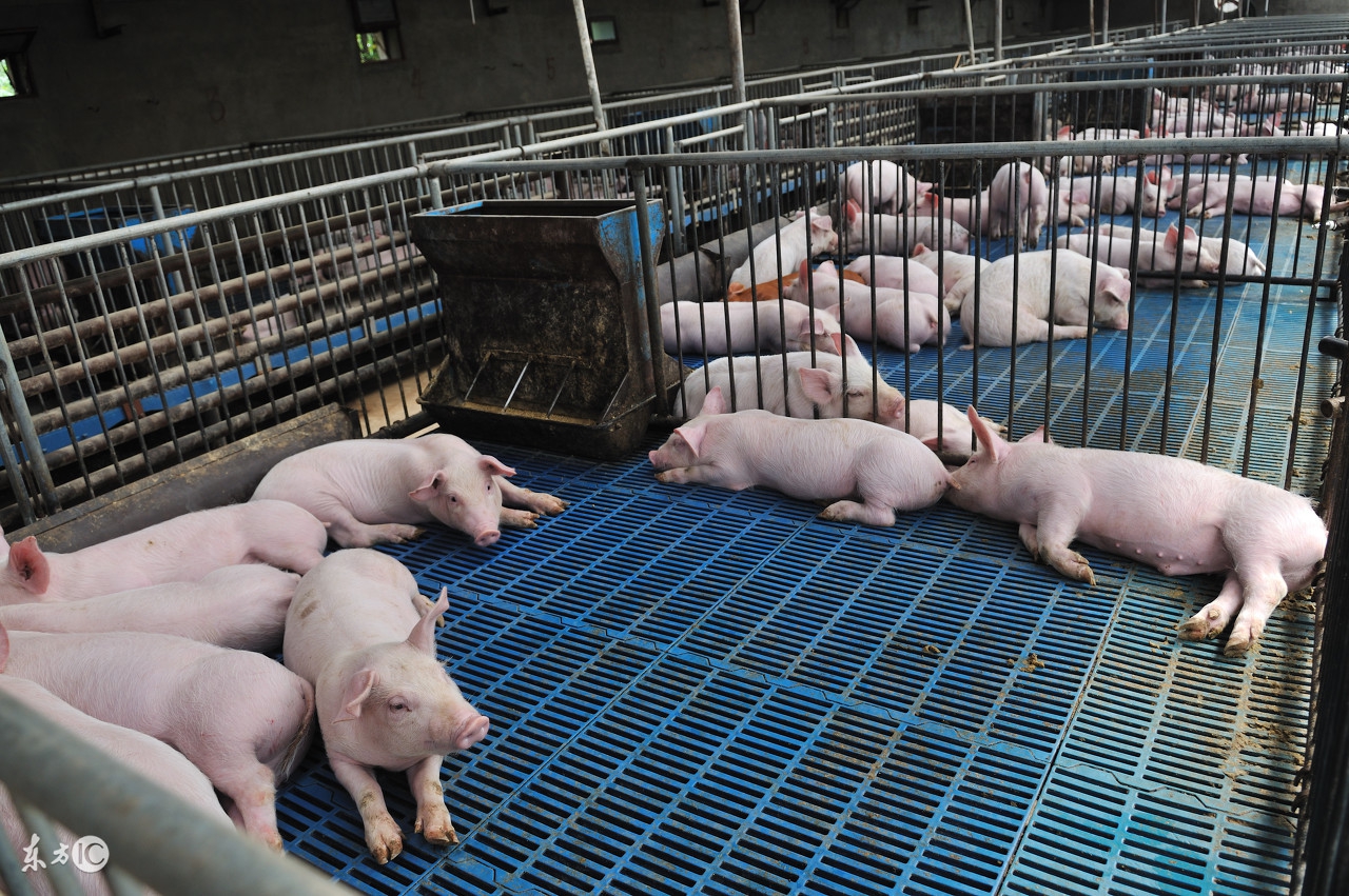 仔猪腹泻最快的治疗方法,仔猪腹泻拉稀的最佳治疗方法