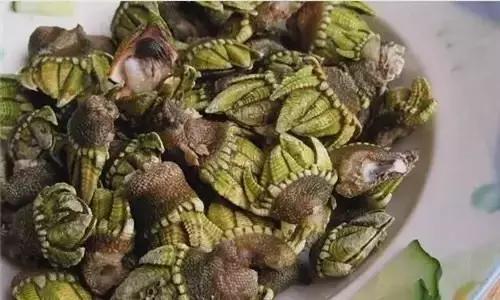 全球公认最好吃的五种贝类,比较特别的贝类有哪些