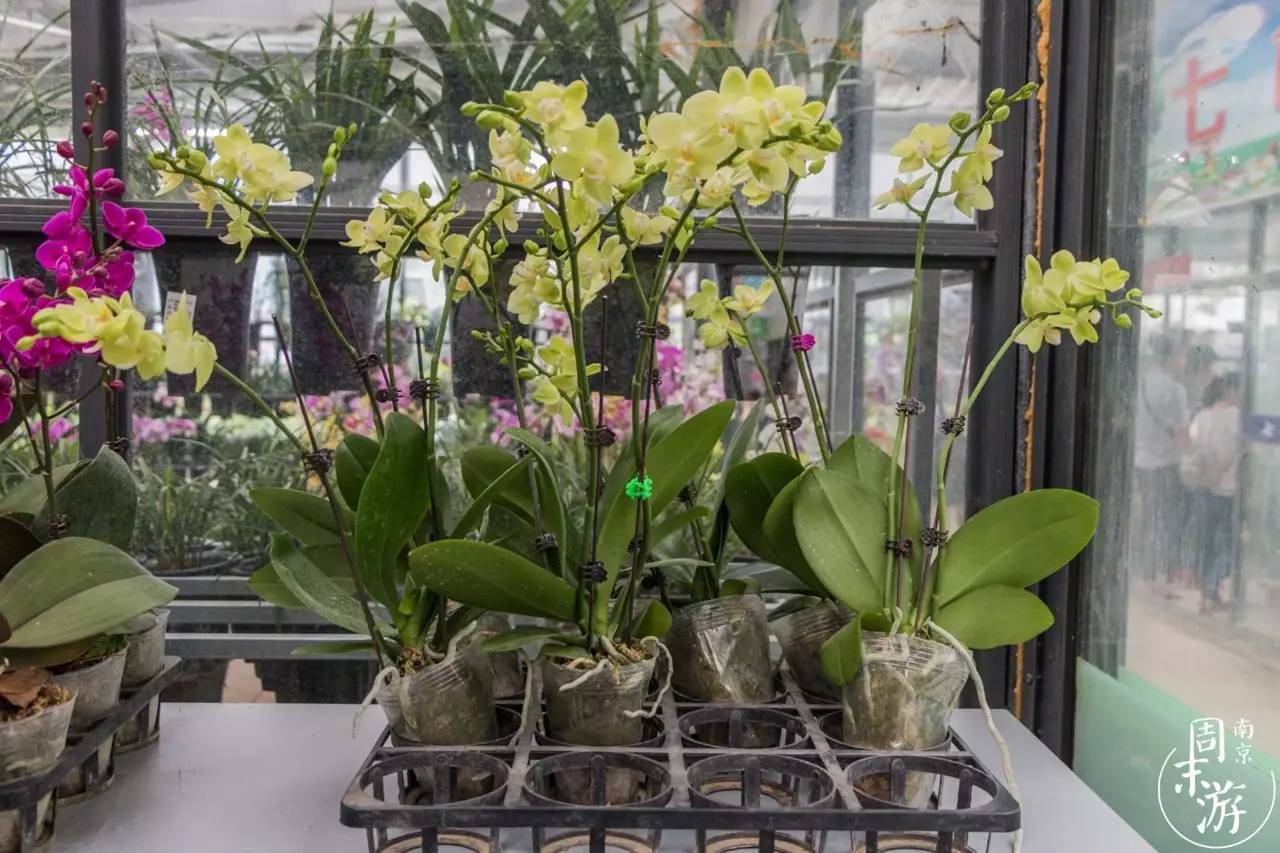 南京的花鸟市场在什么地方,南京夫子庙花鸟鱼虫市场