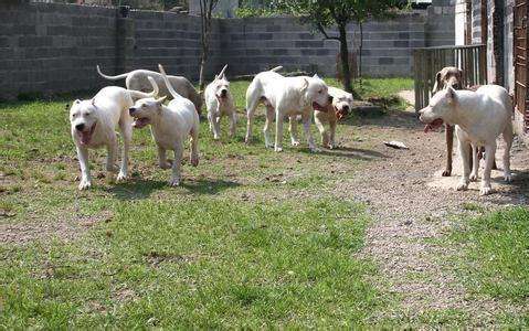纯种杜高犬与混血杜高犬的区别,杜高的知识大全