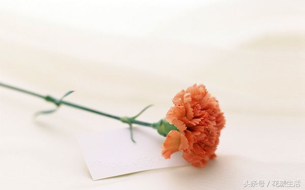 教师节送给老师的简单手工花,教师节晚上送老师花为啥不要