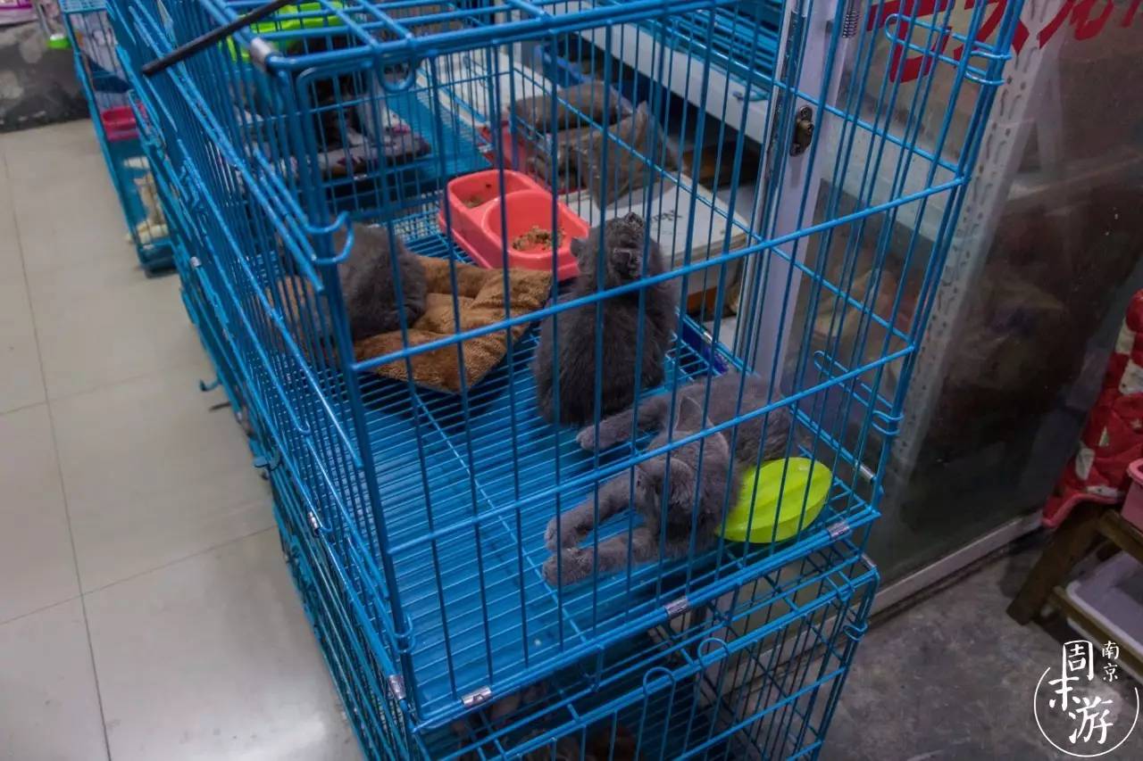 逛花鸟鱼虫市场的视频,南京花鸟鱼虫市场