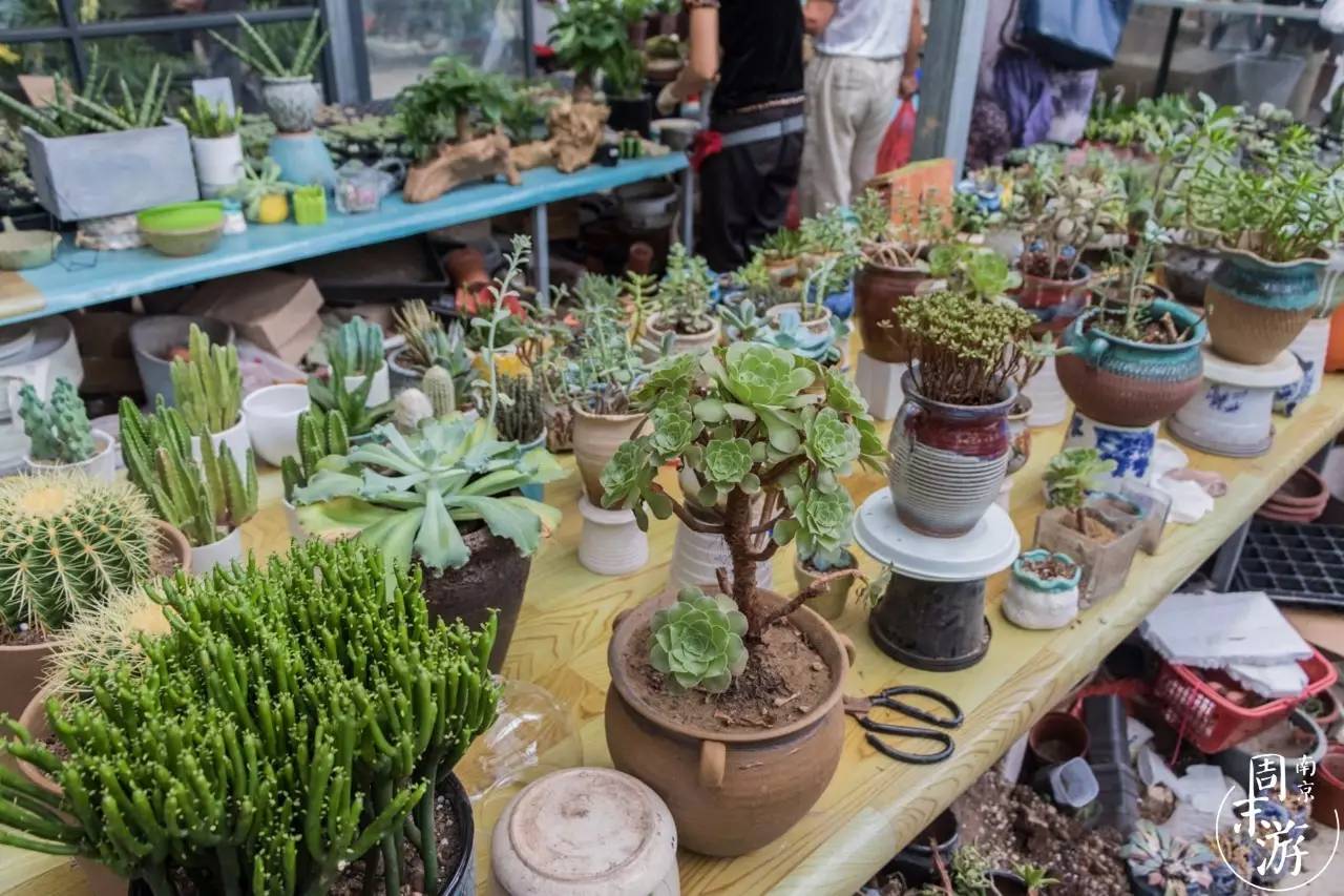 南京的花鸟市场在什么地方,南京夫子庙花鸟鱼虫市场