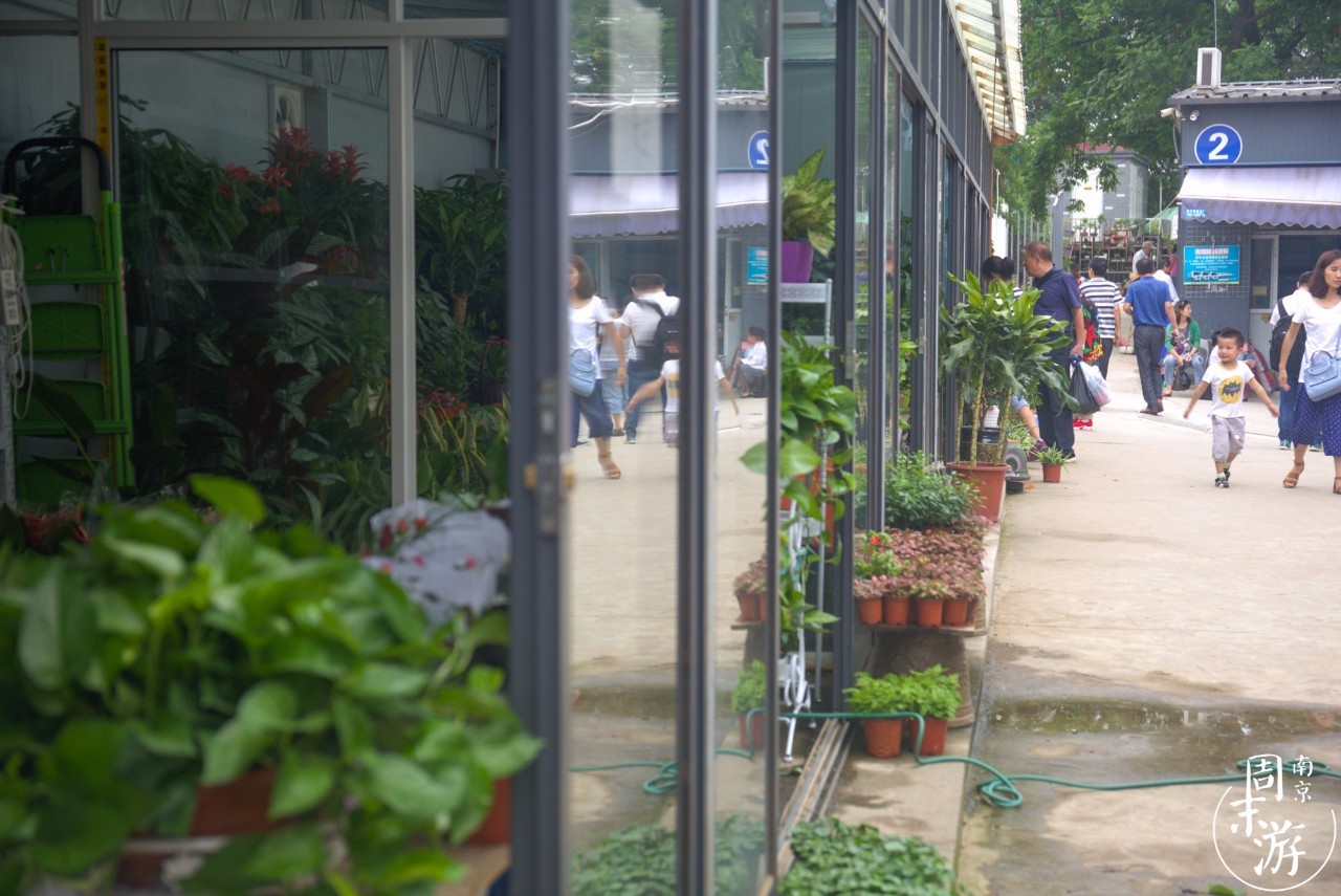 逛花鸟鱼虫市场的视频,南京花鸟鱼虫市场