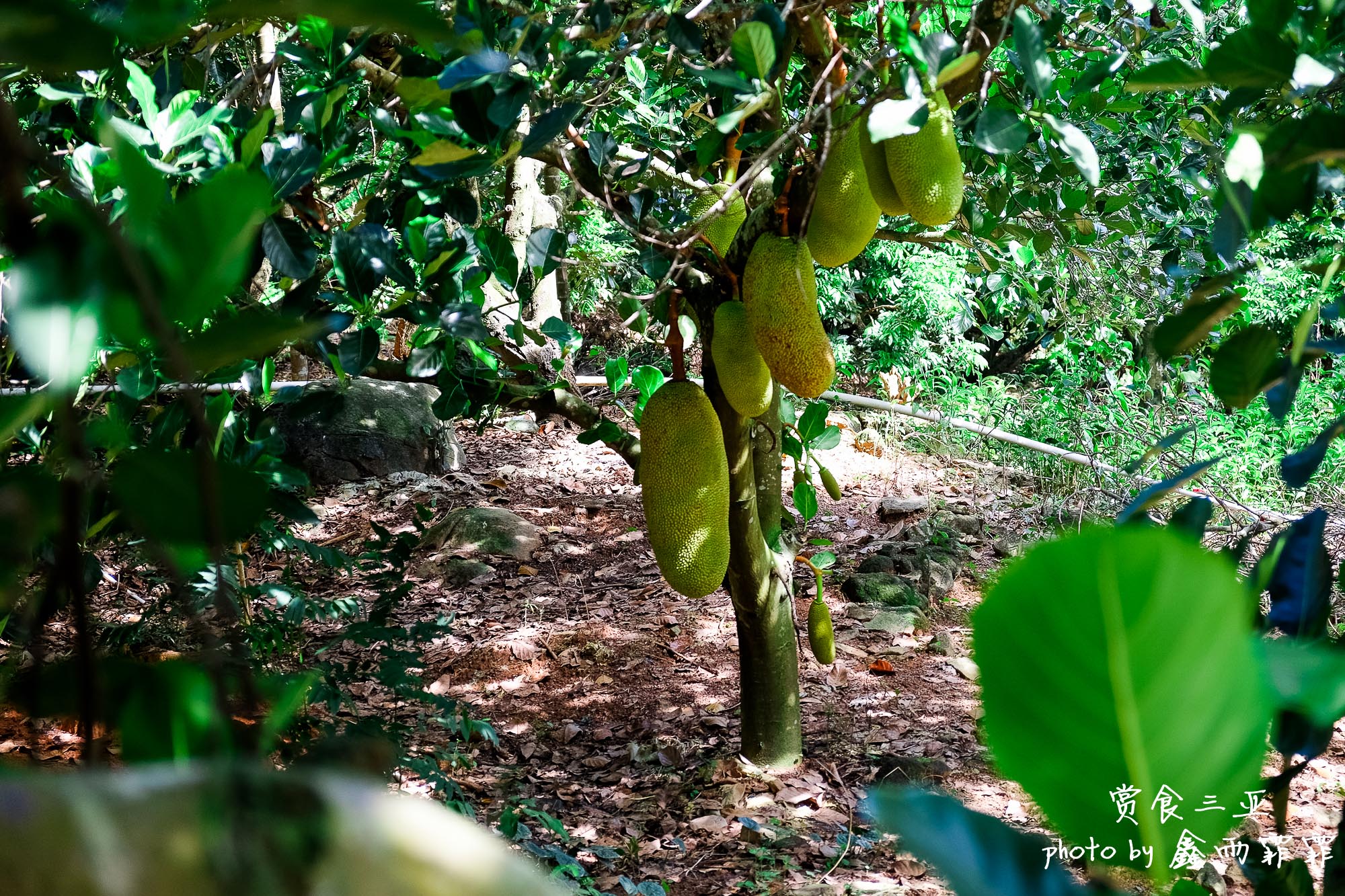 尝遍海南水果,尝遍一年四季水果