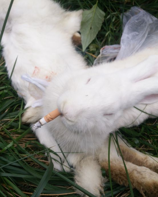 搞笑奇葩菌的图片,奇葩爆笑菌仙女下凡的搞笑瞬间