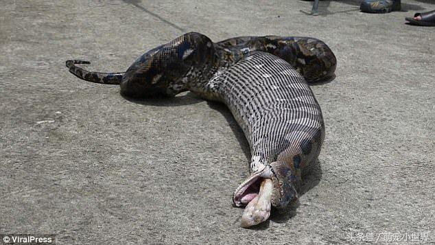 蟒蛇吃猫咪的腿,巨型蟒蛇与猫