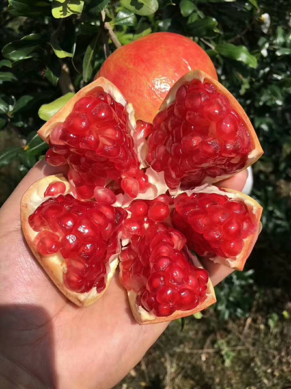 世上最大的软籽石榴,世界上有不用吐籽的石榴吗