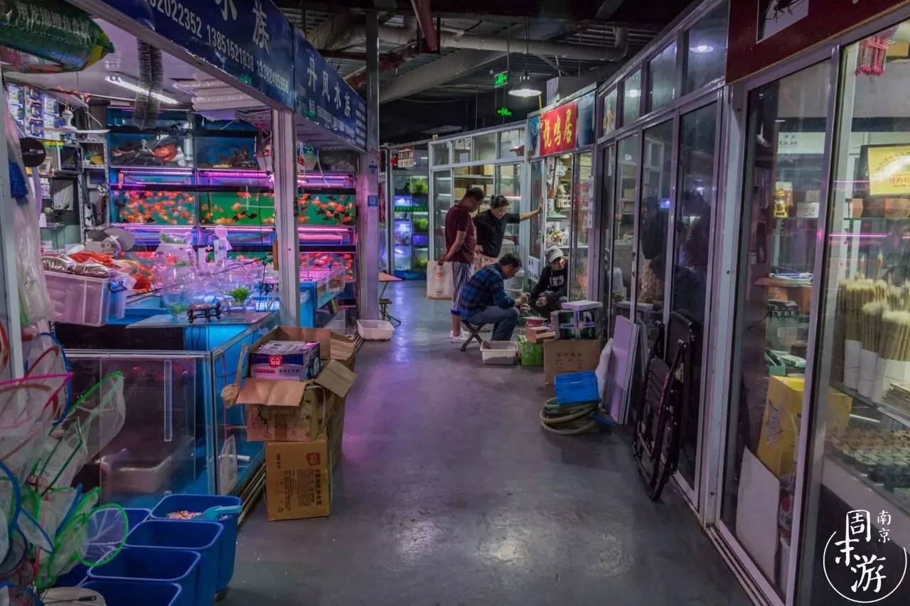 南京市最大的花鸟鱼虫市场在哪里,逛花鸟鱼虫市场的视频