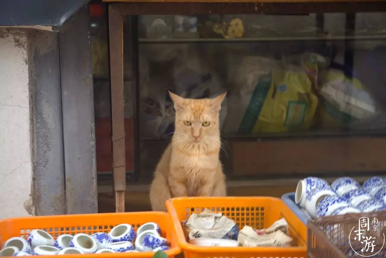 逛遍整个南京城,南京的花鸟市场在什么地方