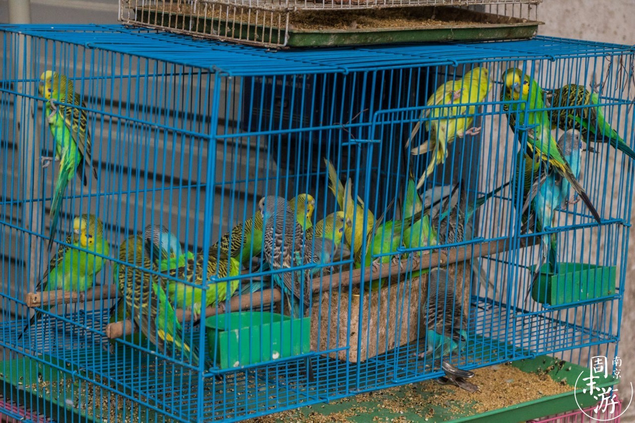南京有几个花鸟鱼虫市场,南京湿地公园花鸟鱼虫市场在哪里