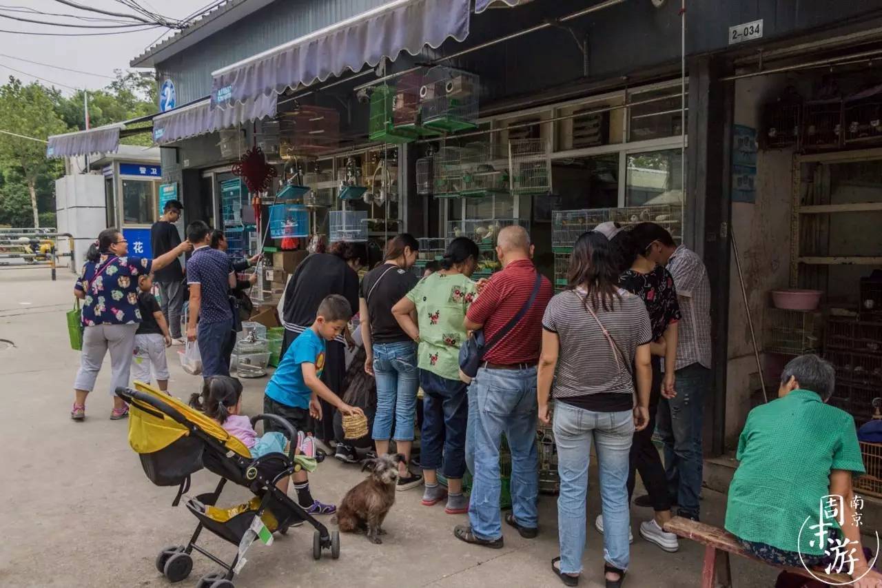 逛各种花鸟市场,南京花鸟鱼虫市场失火