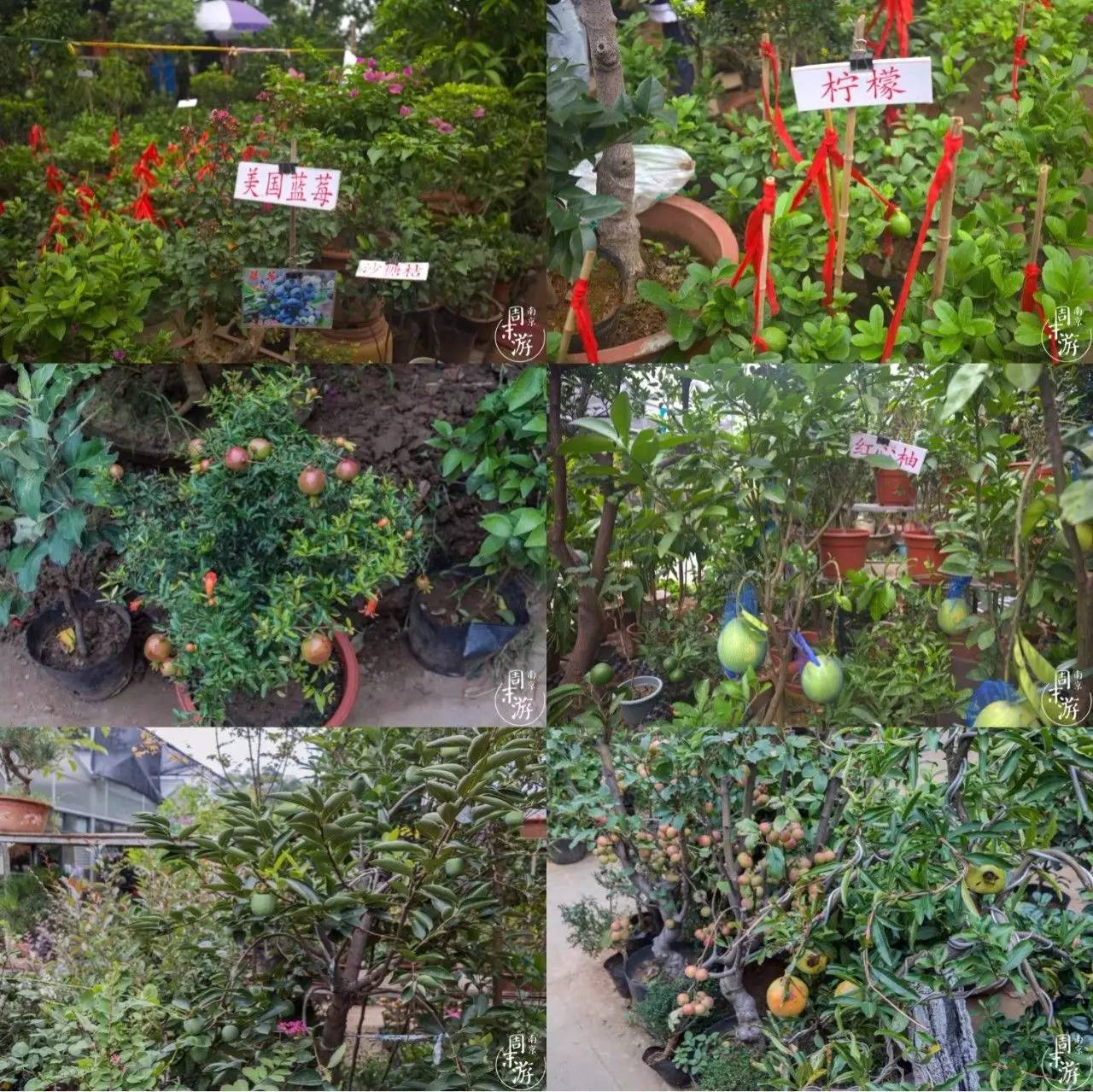 南京花鸟鱼虫市场,南京最大的花鸟虫市场