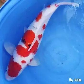 锦鲤鱼有鱼鳃病吃什么药,锦鲤鱼得了鱼虱怎么治疗