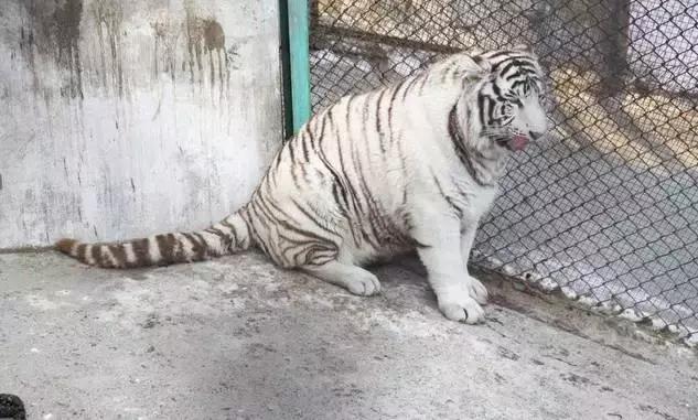 初冬掠影,哈尔滨的冬日魅力