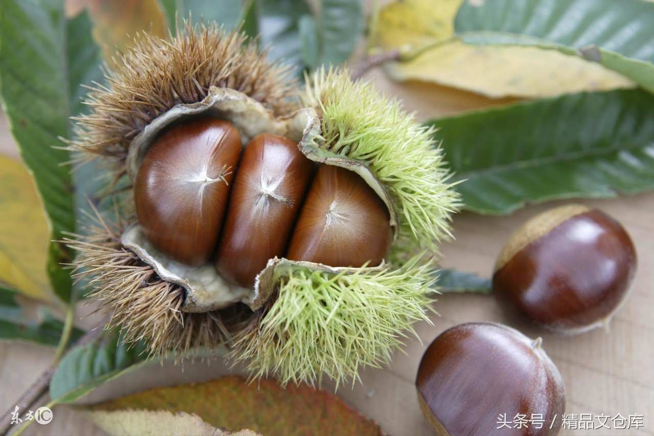 驸马郎救灾无果，气死老父，十年之约，刺猬献身为民