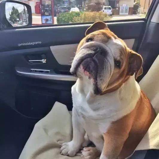 致狗狗的最后一封信,致养狗主人的一封信