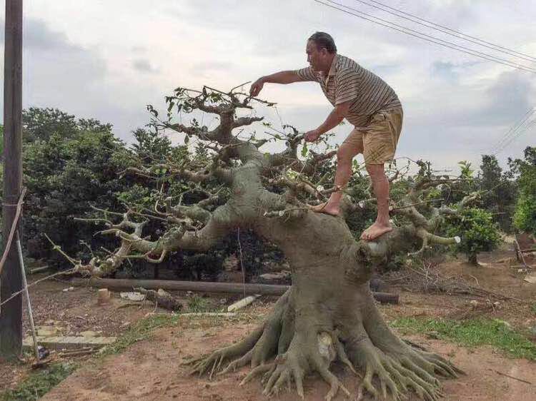下山桩的种类和栽培方法,下山桩的最佳栽培方法