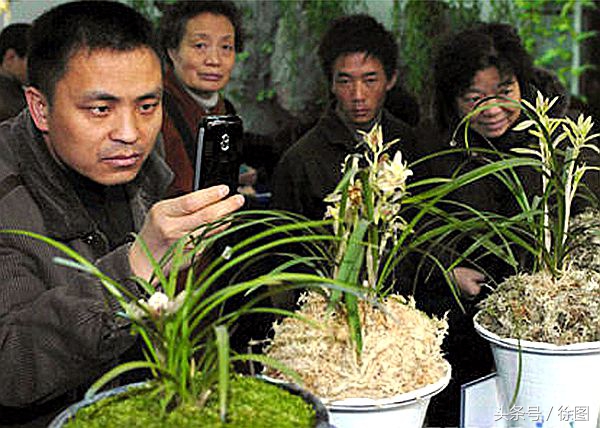 兰花的品种天逸荷,兰花天逸荷特点