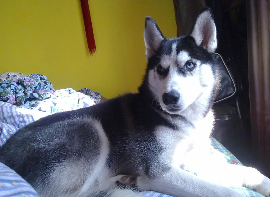 1000元二哈 (二哈为什么不值得买)