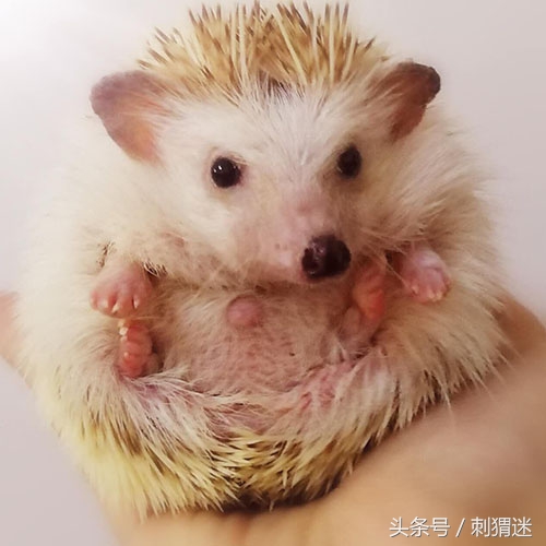 看看你适合养什么宠物小测试,测试一下自己可以养什么宠物