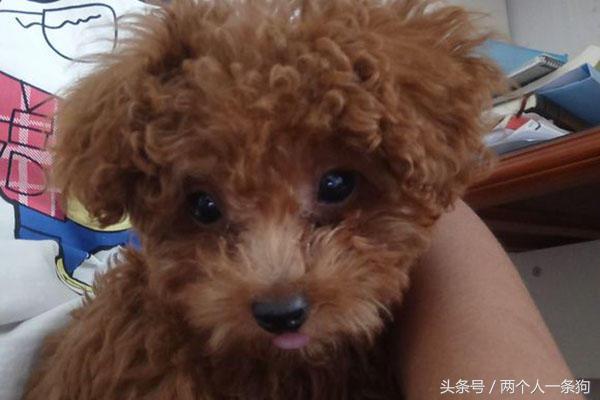 男人花了100块钱买了一只流浪狗,流浪泰迪100元