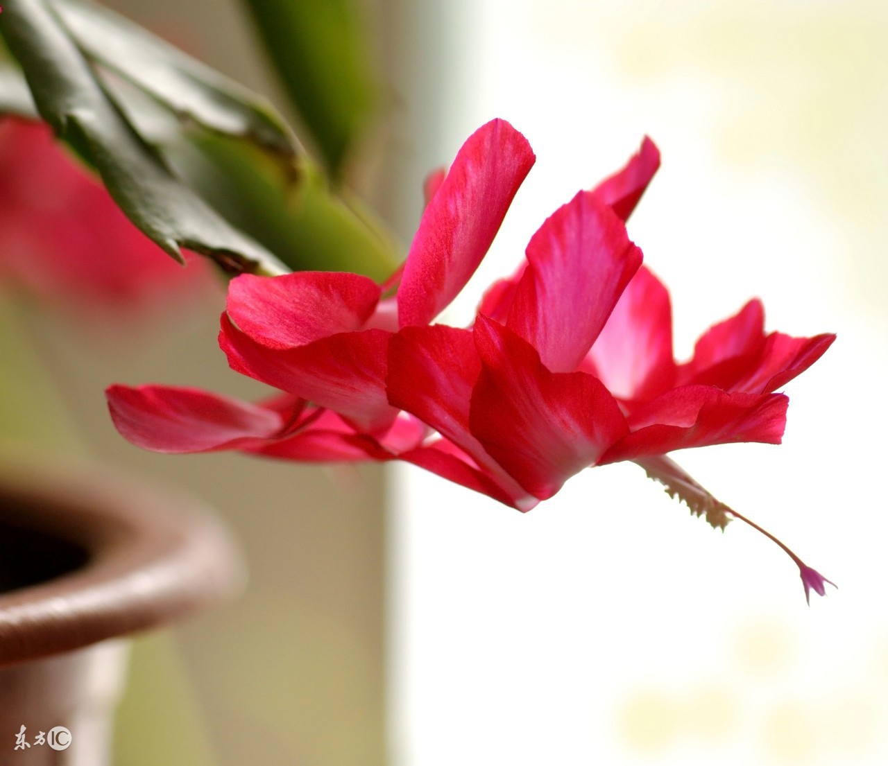 老花匠养的仙人掌,老花匠讲养花