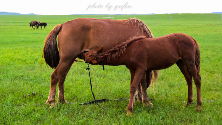 五一锡林郭勒游玩,几月份游锡林郭勒适合