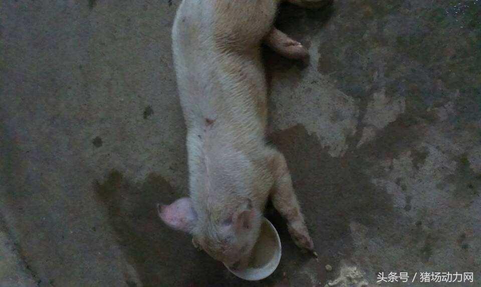 新生仔猪后腿神经性瘫痪怎么办,母猪产体弱仔猪怎么办