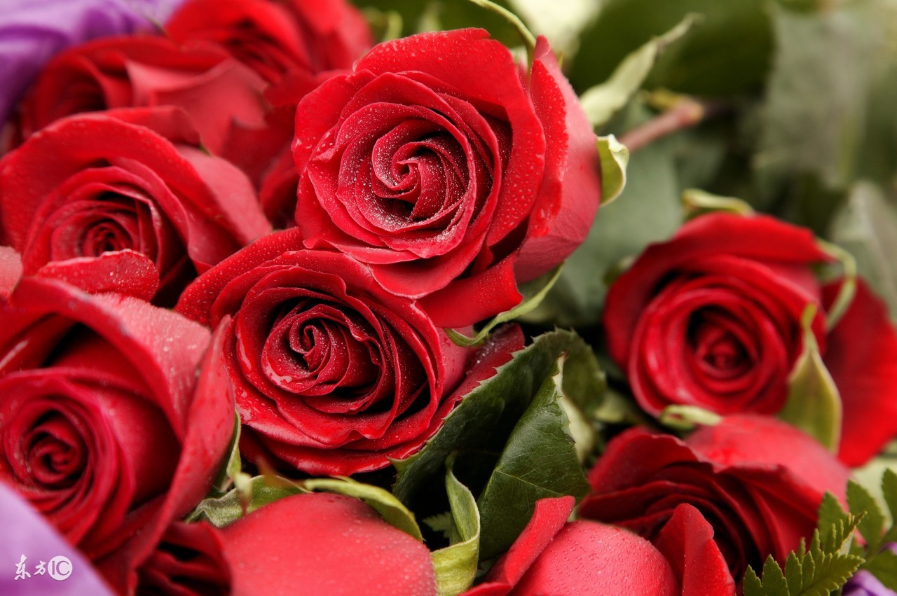 4招教您在家中摆放这些植物,旺财又助运!