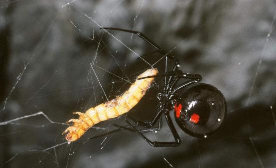 蜘蛛侠英雄归来里的黑蜘蛛战衣,蜘蛛侠英雄归来蜘蛛侠穿蜘蛛侠战衣