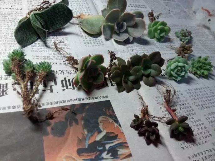 网上买回来的多肉怎么处理,网上买回来多肉晾几天处理