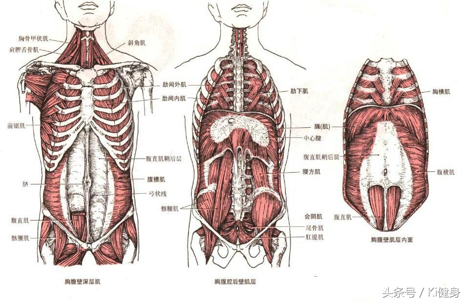 腹直肌及腹直肌分离,产后腹直肌分离