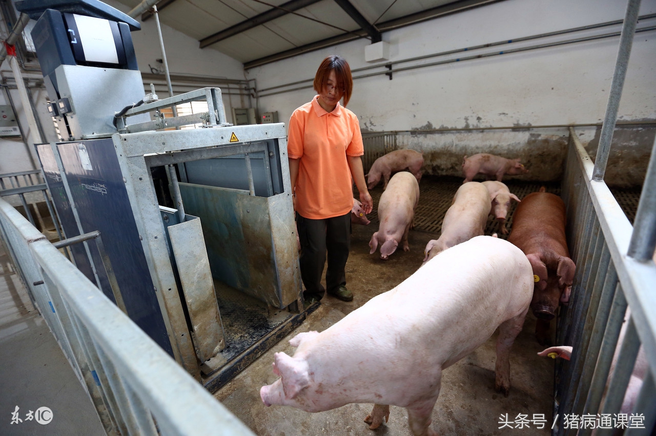 猪场漏缝地板效果如何,猪场漏粪地板怎么设计的