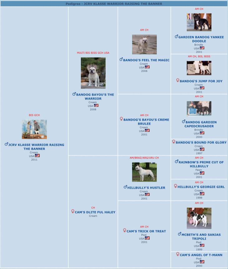 美国akc犬品种大全,法国斗牛犬详情介绍大全