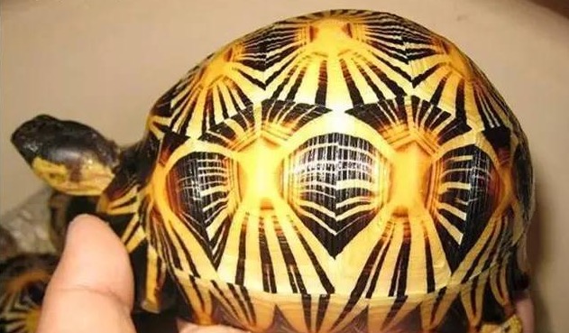 辐射陆龟箱内可以养什么绿植,辐射陆龟有多漂亮