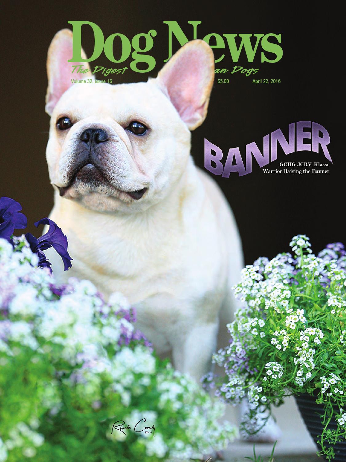 美国akc犬品种大全,法国斗牛犬详情介绍大全