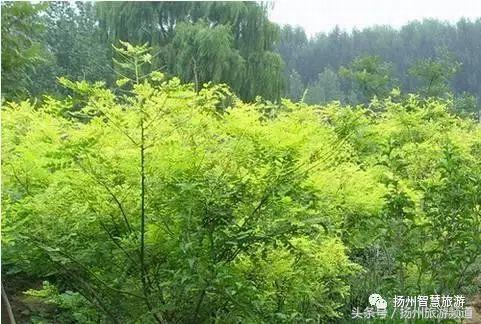 扬州农家乐游玩攻略,扬州十大最美农家乐