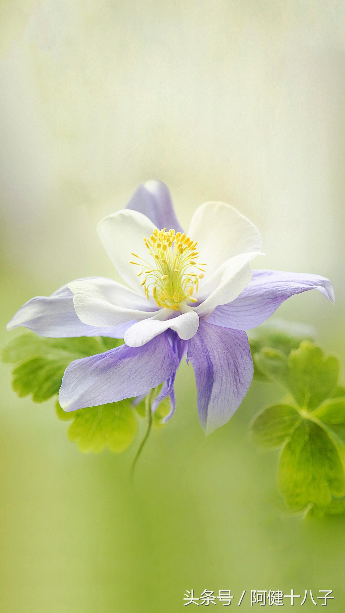 石榴花开原来爱与不爱真的很明显,石榴花开童心筑梦句子