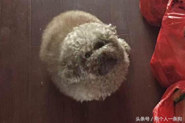 美女养泰迪连续三月收到宠物用品快递，报警调查结果让她哭笑不得