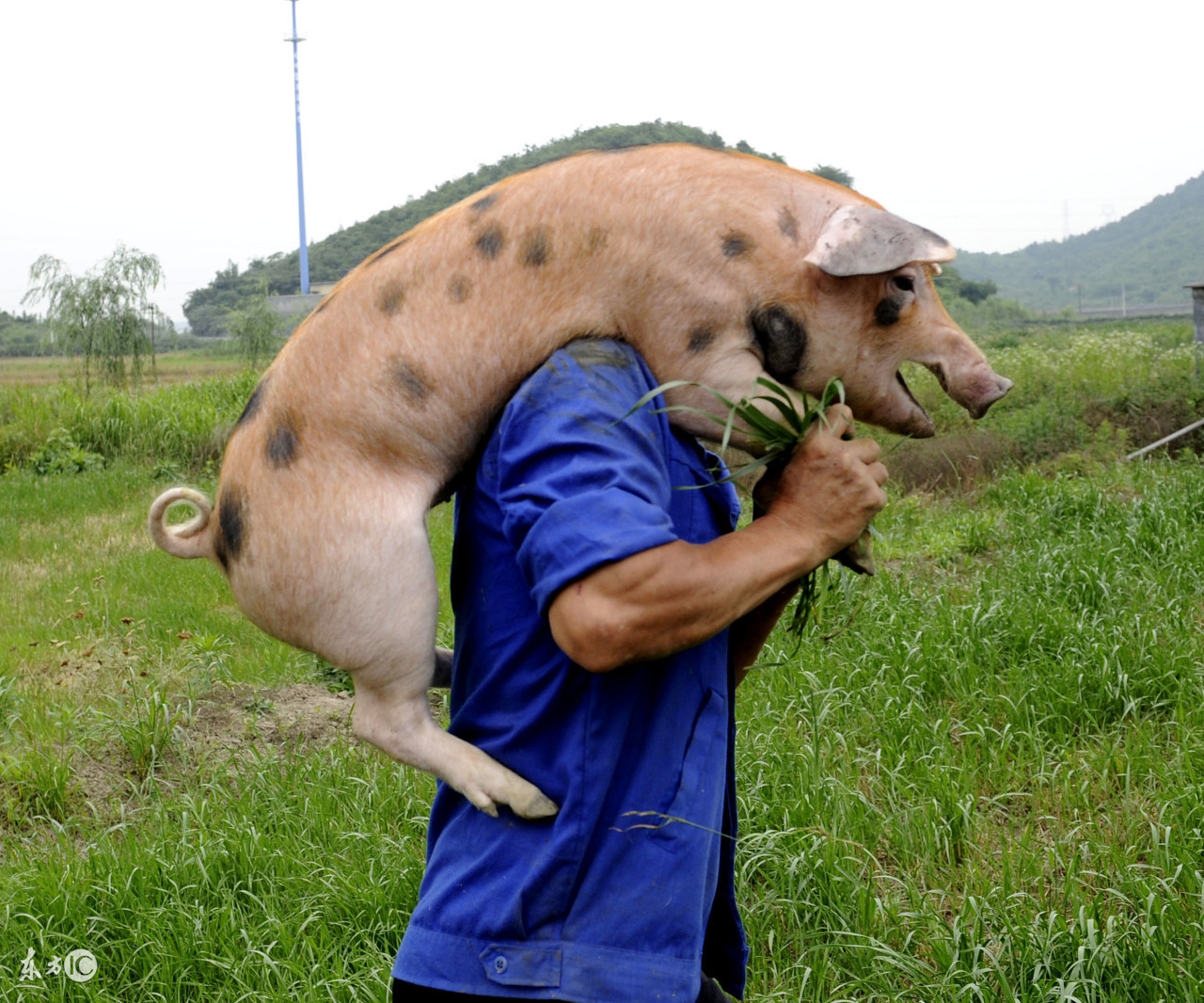 天王盖地虎，宝塔镇河妖！养猪也得懂行话，你行么？