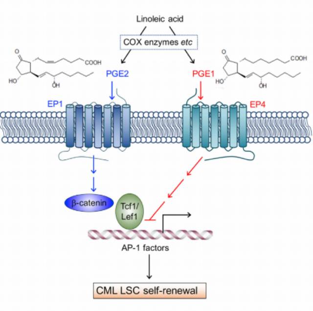 治疗白血病新技术,中国治疗癌症和白血病专家新突破