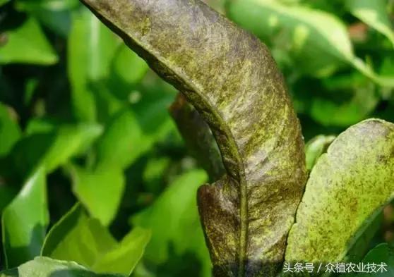 如何观察柑橘锈壁虱,怎么分辨柑橘锈壁虱果和沙皮病果