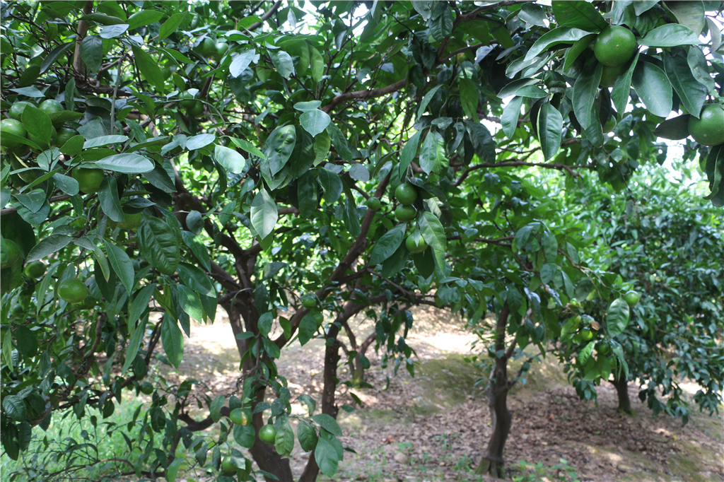 嘉兴南北湖农家乐推荐,嘉兴南北湖农家