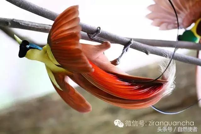 大卫爱登堡2024,美得令人窒息英文