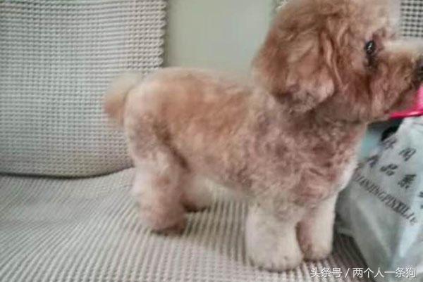 邻居看到女子养泰迪经常买宠物用品送她，女子连收三个月后报警