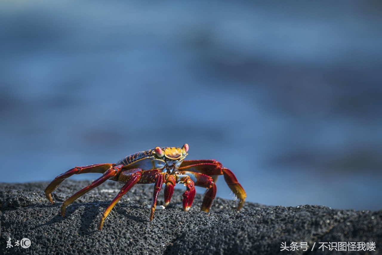 孕妇可以吃螃蟹吗丁香医生,孕妇可以吃螃蟹